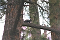 Kaibab Squirrel.jpg